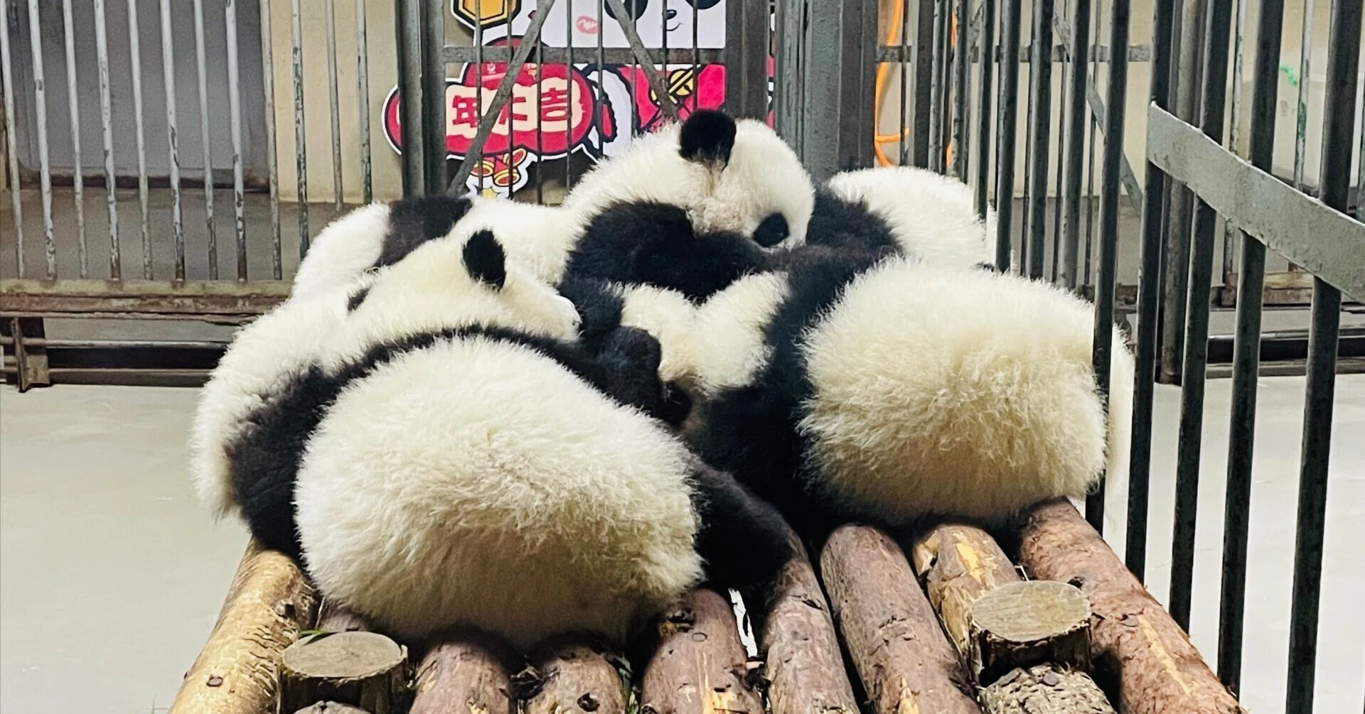 四川をゆく3 【成都・パンダ研究基地】｜福岡人、中国をゆく