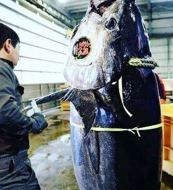 空目シリーズ マグロ Tsukahanako Note