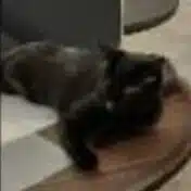 けーぬな🐈‍⬛