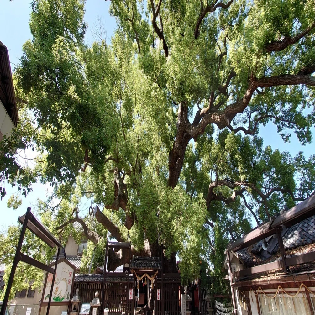 三島神社2020年10月2日【クスノキ】｜レタス