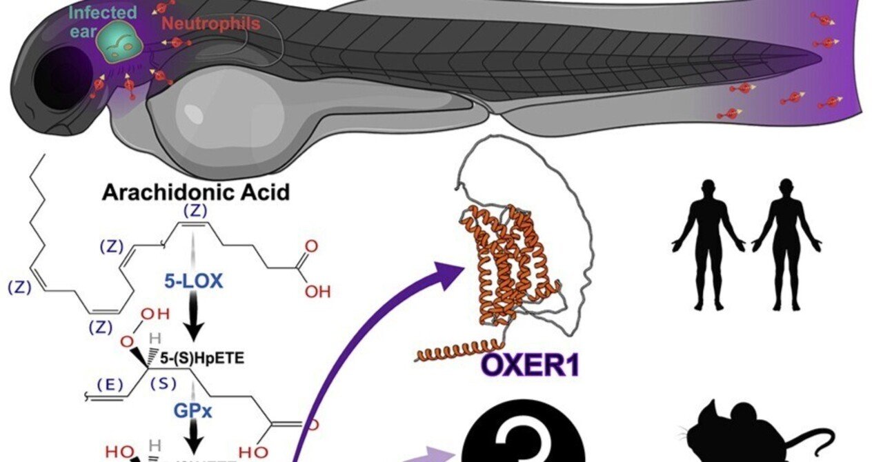 オキソエイコサノイドシグナルはゼブラフィッシュの初期抗菌防御を媒介