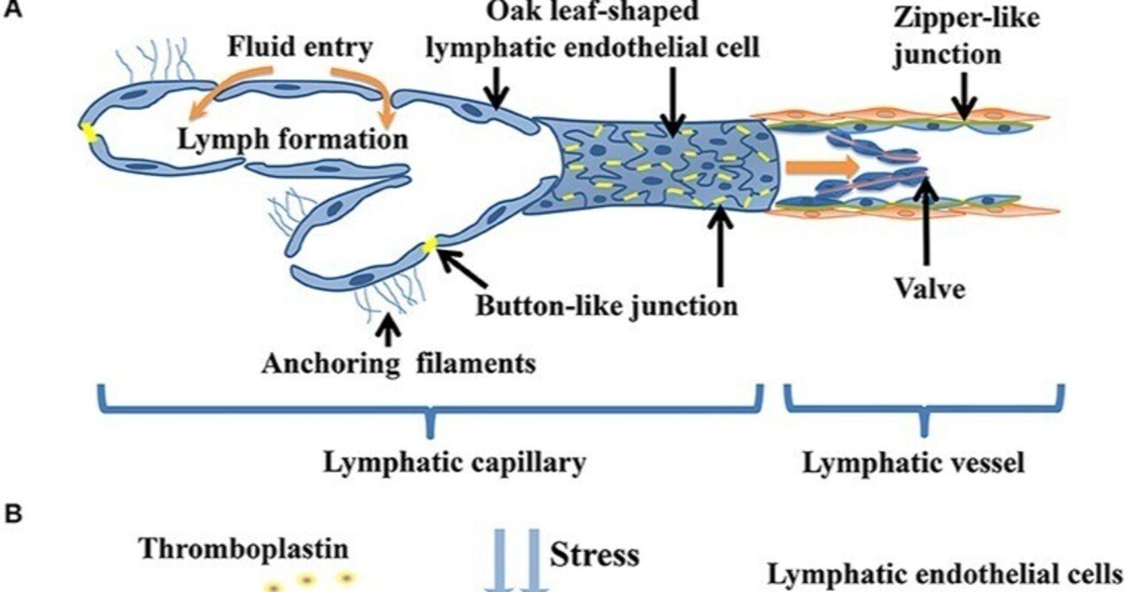 リンパ系における凝固｜哉百名