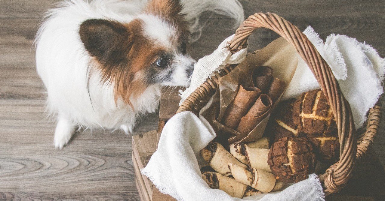発酵もバターも不使用 キャロブのクロワッサンクッキー 手作り犬おやつレシピ 単品購入 いちかわあやこ 犬ごはん先生 Note 発酵もバターも不使用 キャロブのクロワッサンクッキー 手作り犬おやつレシピ 単品購入 いちかわあやこ 犬ごはん先生 Note