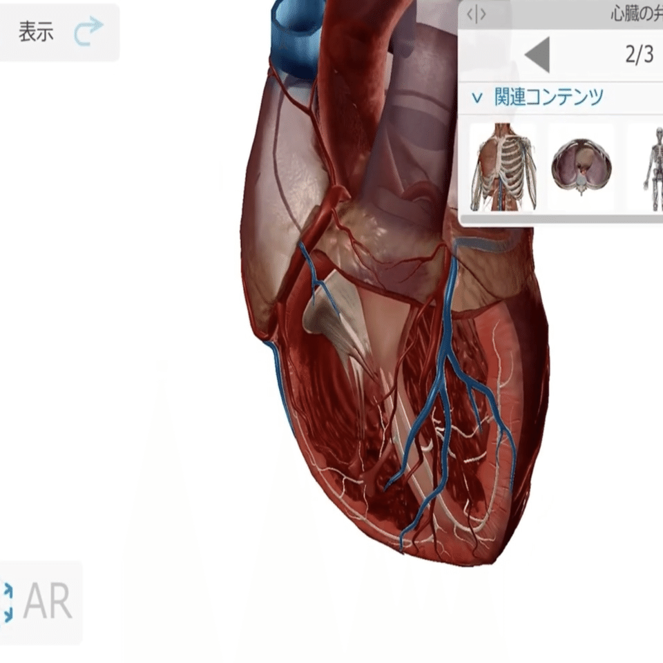 心臓の弁の枚数】僧帽弁だけ2枚なのはなぜ？｜室生 暁 | 解剖学者・医師