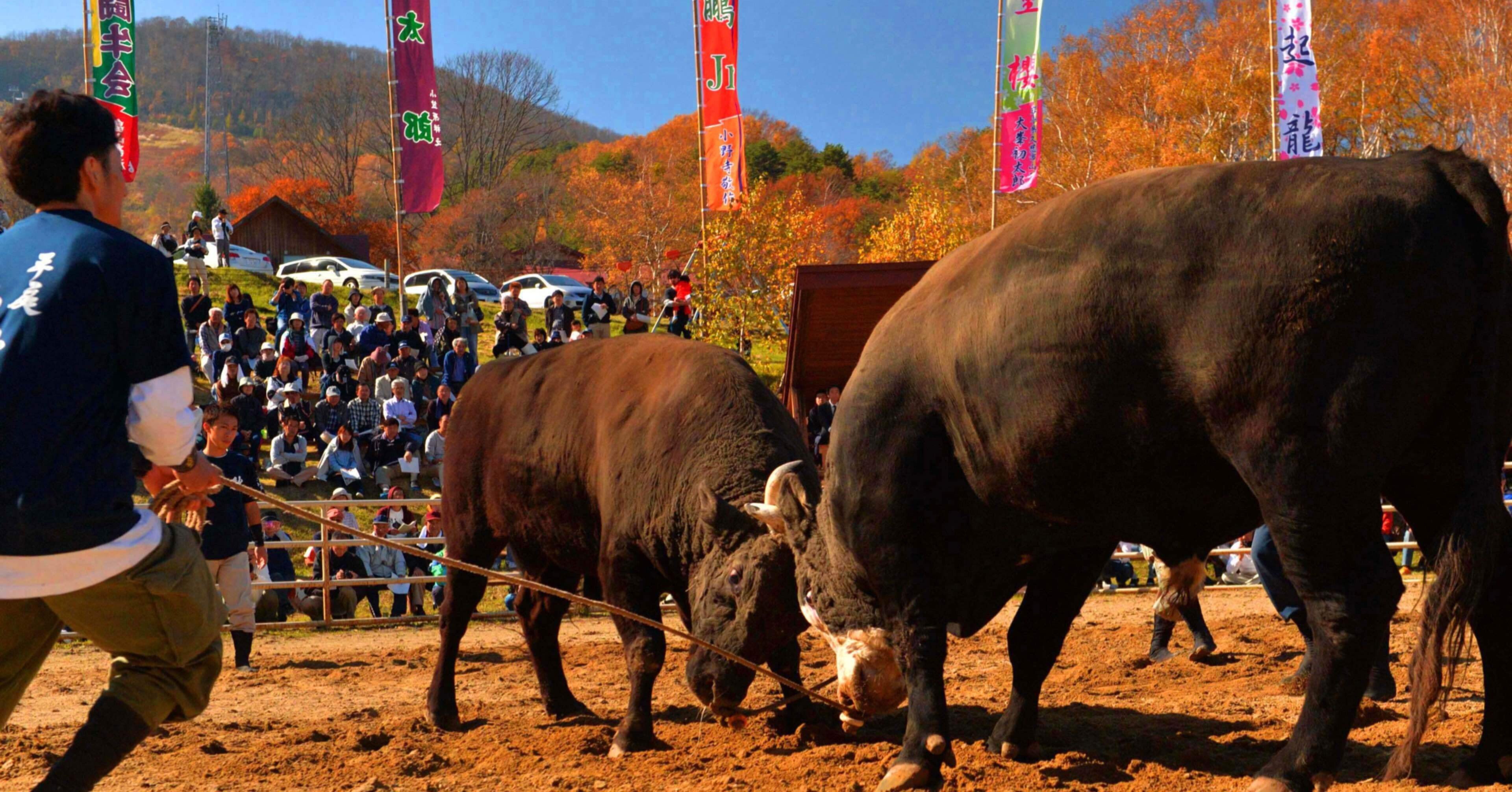 久慈市平庭高原闘牛大会と、山形村短角牛｜タイム缶詰