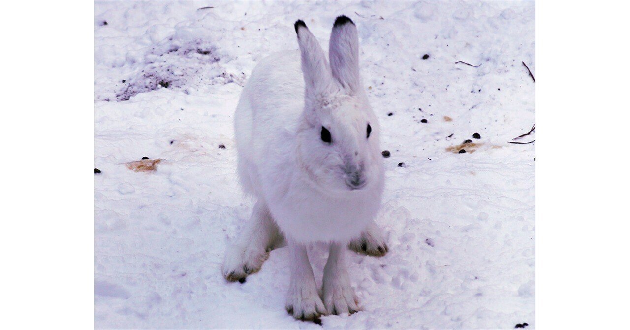手描き ハンドメイド ポップアート 絵画 【希望と導きの力を持つ⭐︎青いうさぎ】 青い, image size:1280x670