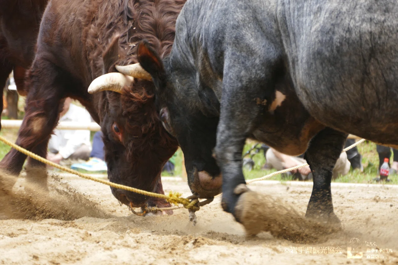 久慈市平庭高原闘牛大会と、山形村短角牛｜タイム缶詰