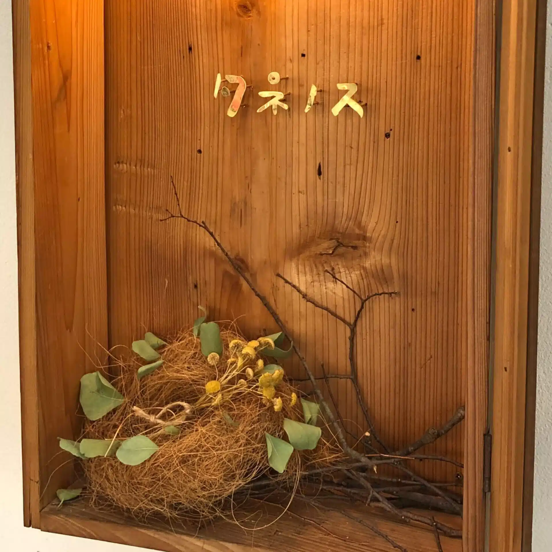 タネノス