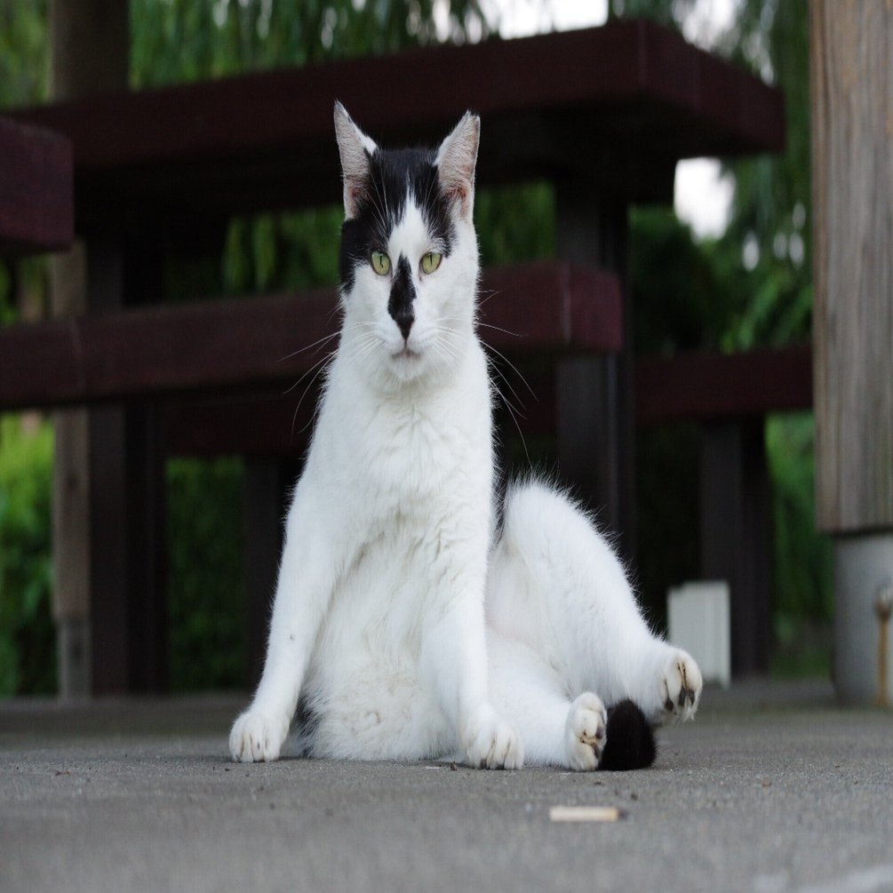 ねこ、ネコ、猫の写真｜VINCENT2GB