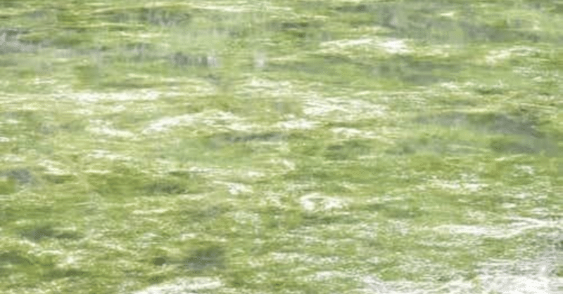 『藻類30億年の自然史 藻類からみる生物進化・地球・環境』 海洋深層水を海面に循環させる仕組みが必要（環境研究）