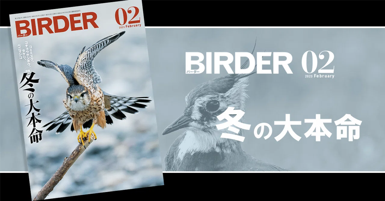 BIRDER2月号の見どころ｜ブンイチ（文一総合出版）