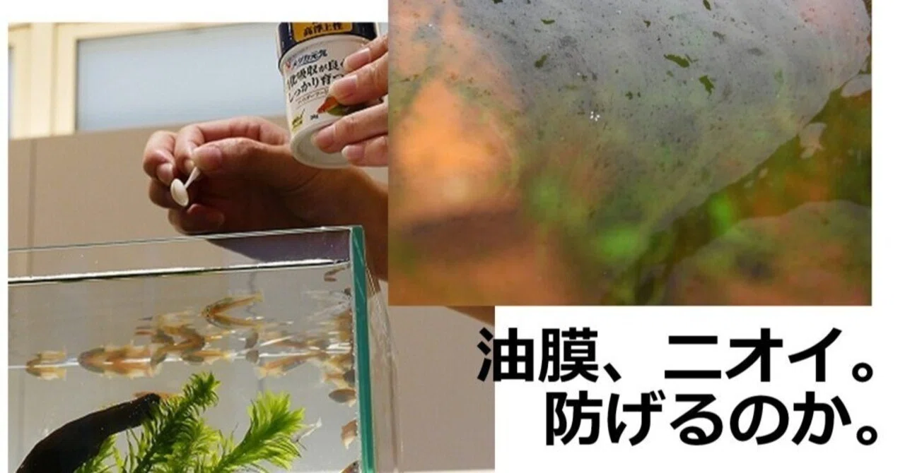 新原料の研究から生まれた新しいメダカフードが、”あの悩み”を解決する