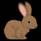 sugger_bunny