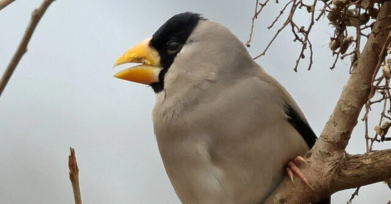 ガンカモ調査でのイカル｜神戸の野鳥note@きたの みつよし