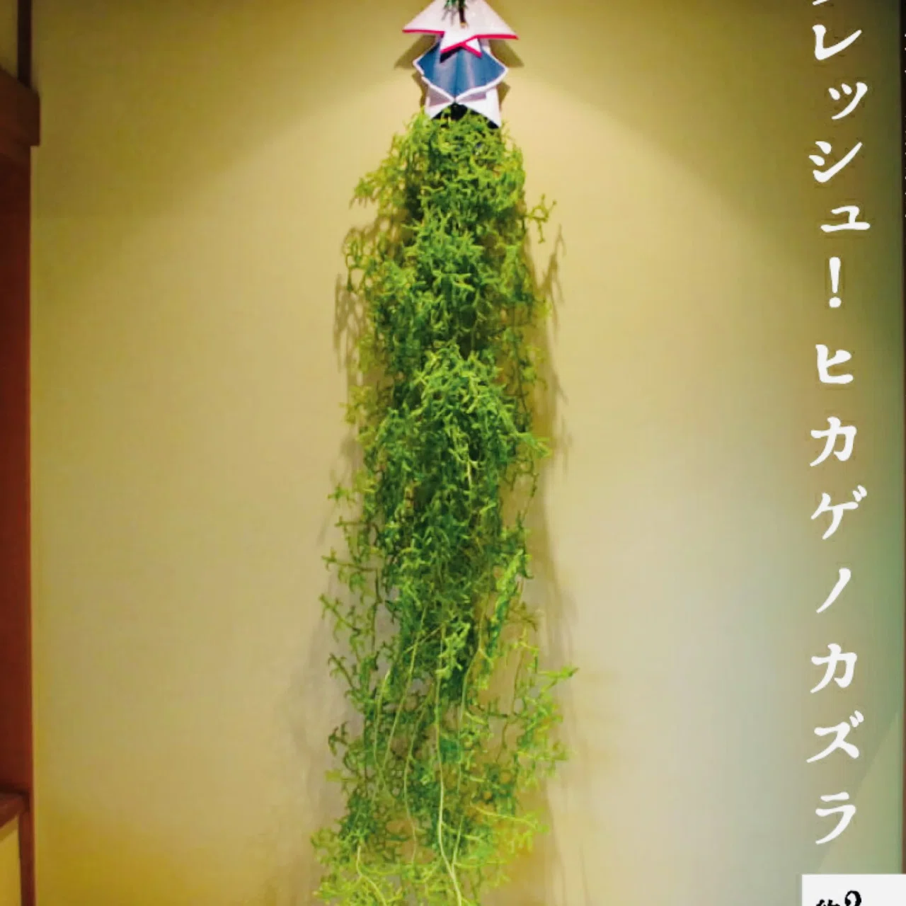 植物 正月 ヒカゲカズラ 正月 しめ縄飾り 植物素材 ひょうたん