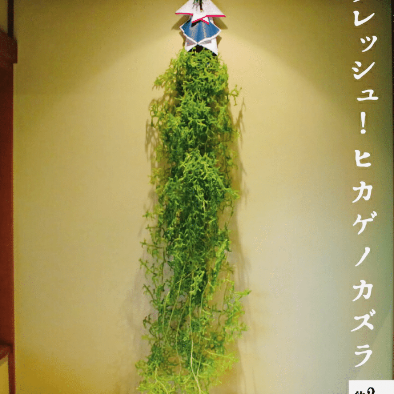 ヒカゲノカズラって知ってますか?|もこみ ヒカゲノカズラって知ってますか?|もこみ