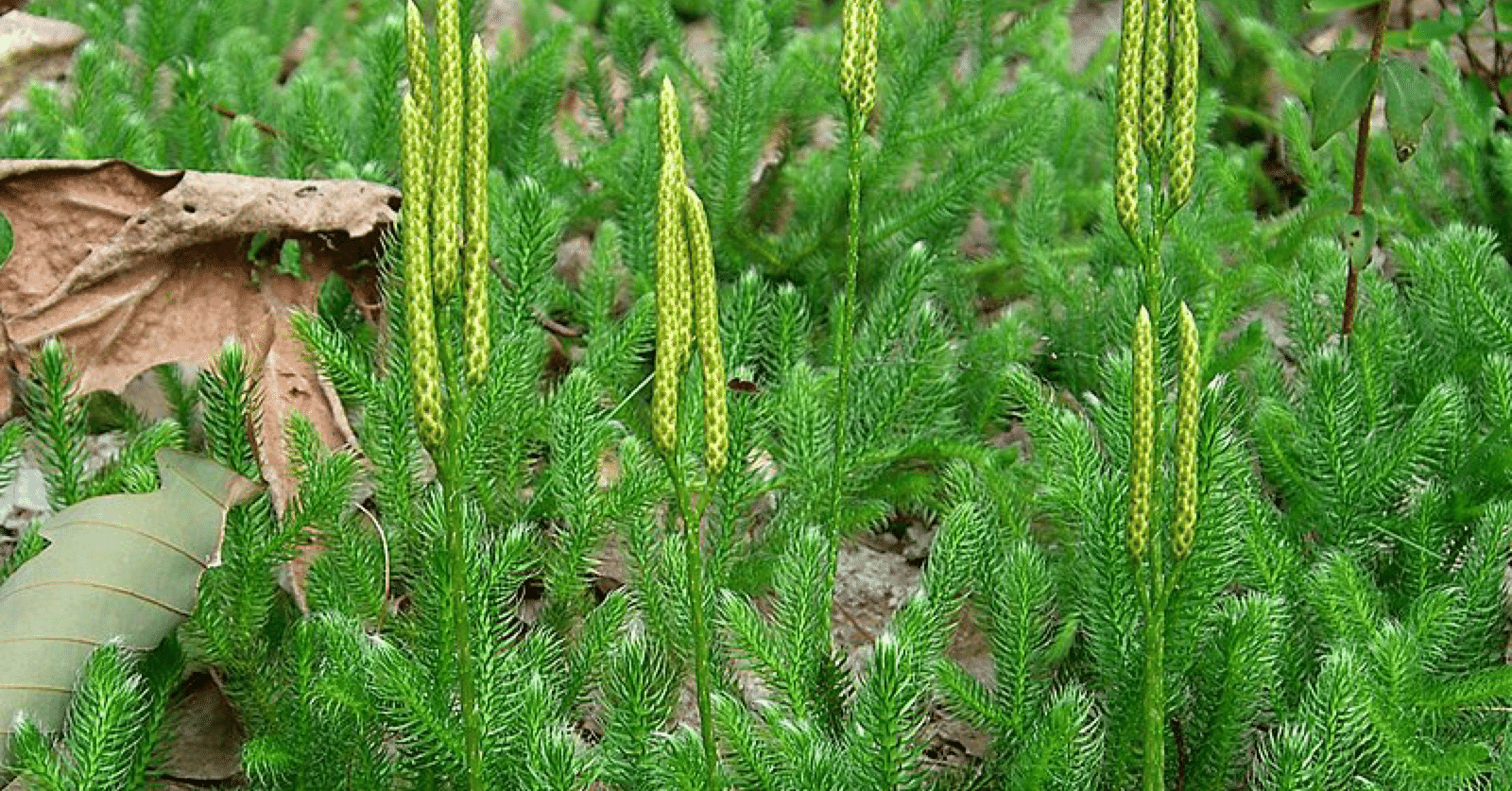 bfcc9601530ec23d6a3ed67decef2e