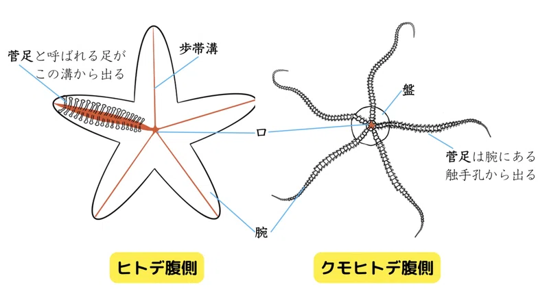 【磯の生き物図鑑】クモヒトデ/棘皮動物|ひとでちゃん/ サイエンスコミュニケーター
