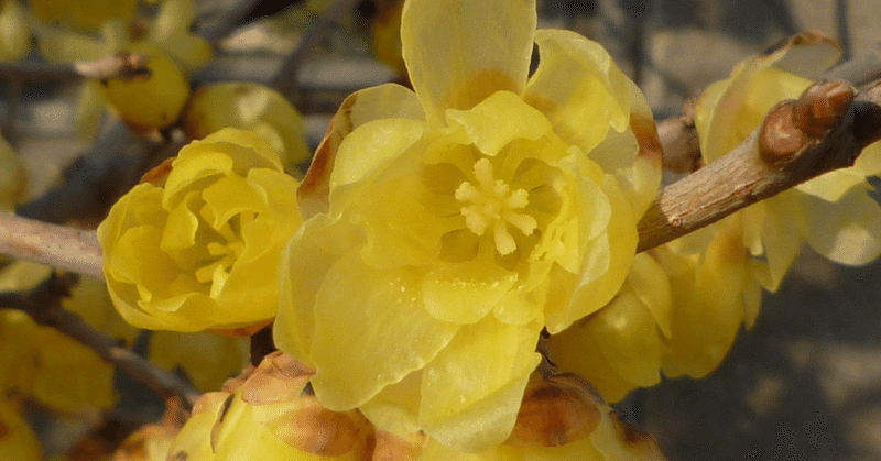 糖尿病網膜症の治療薬はありますか?