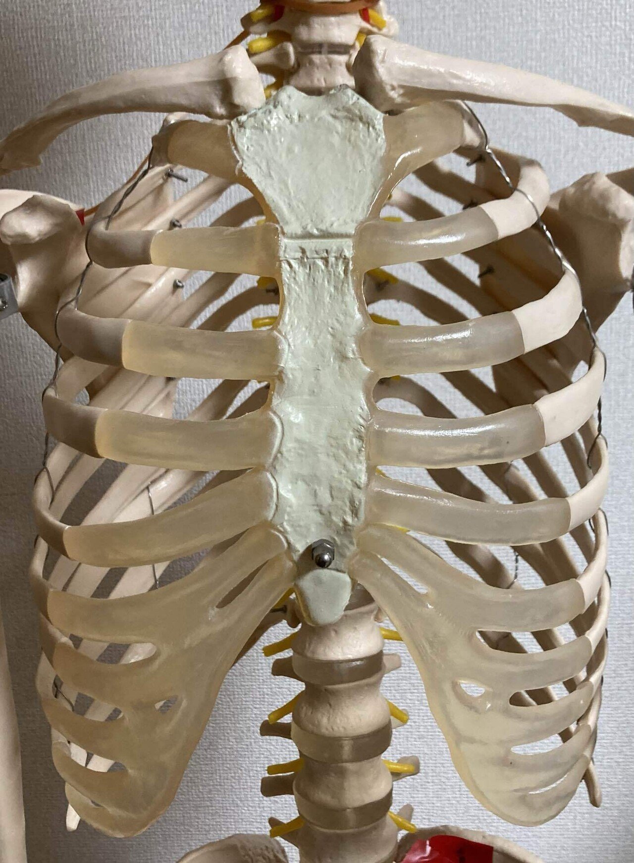 肋骨を柔らかくするには！？｜やまね＠ミュージシャンセラピスト