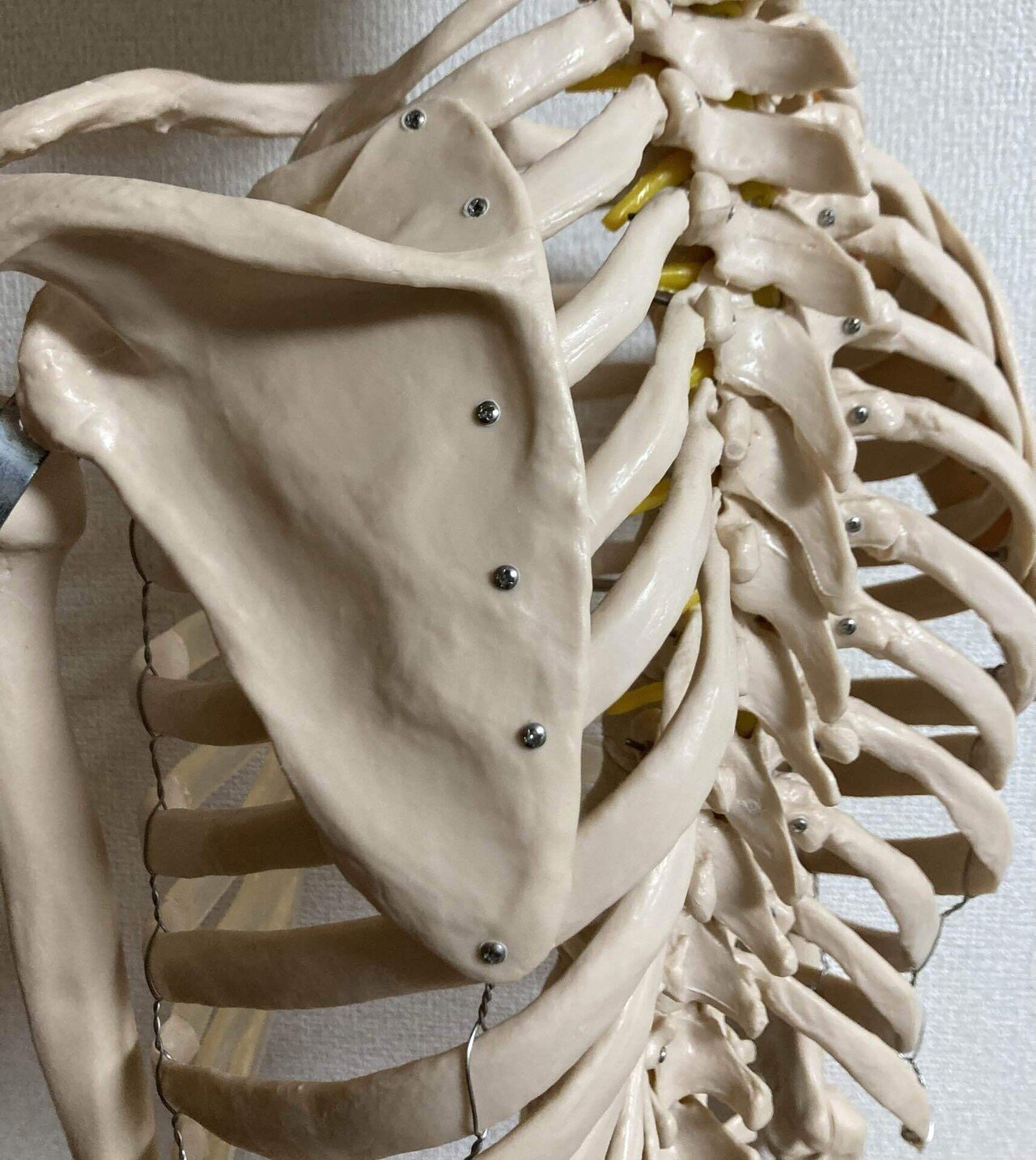 肋骨を柔らかくするには！？｜やまね＠ミュージシャンセラピスト