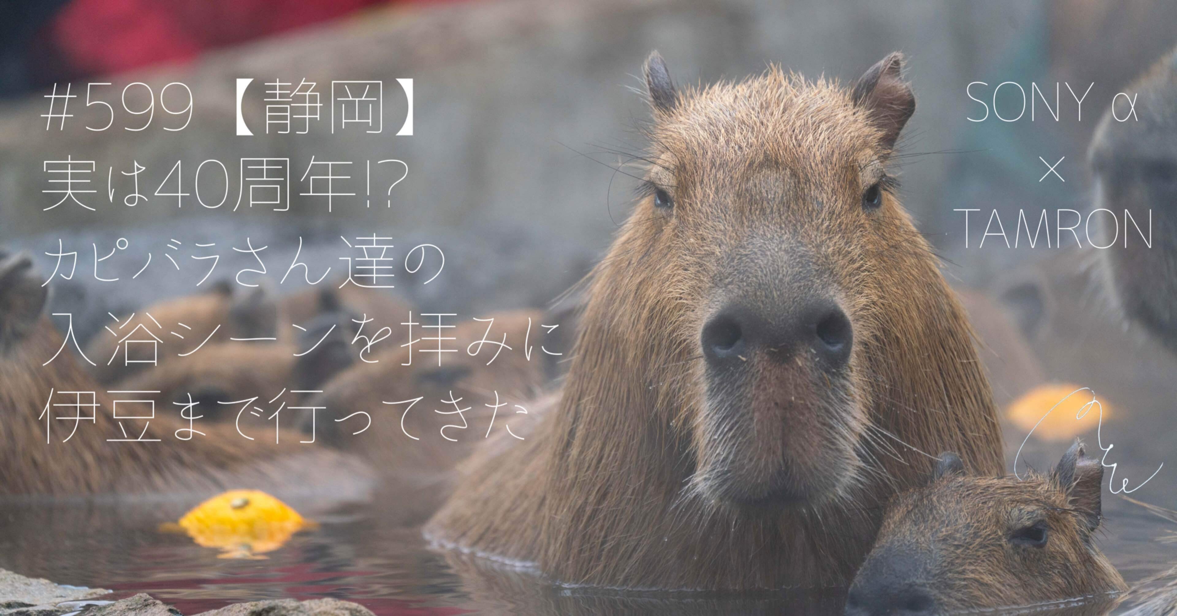 599【静岡】実は40周年⁉ カピバラさん達の入浴シーンを拝みに伊豆まで