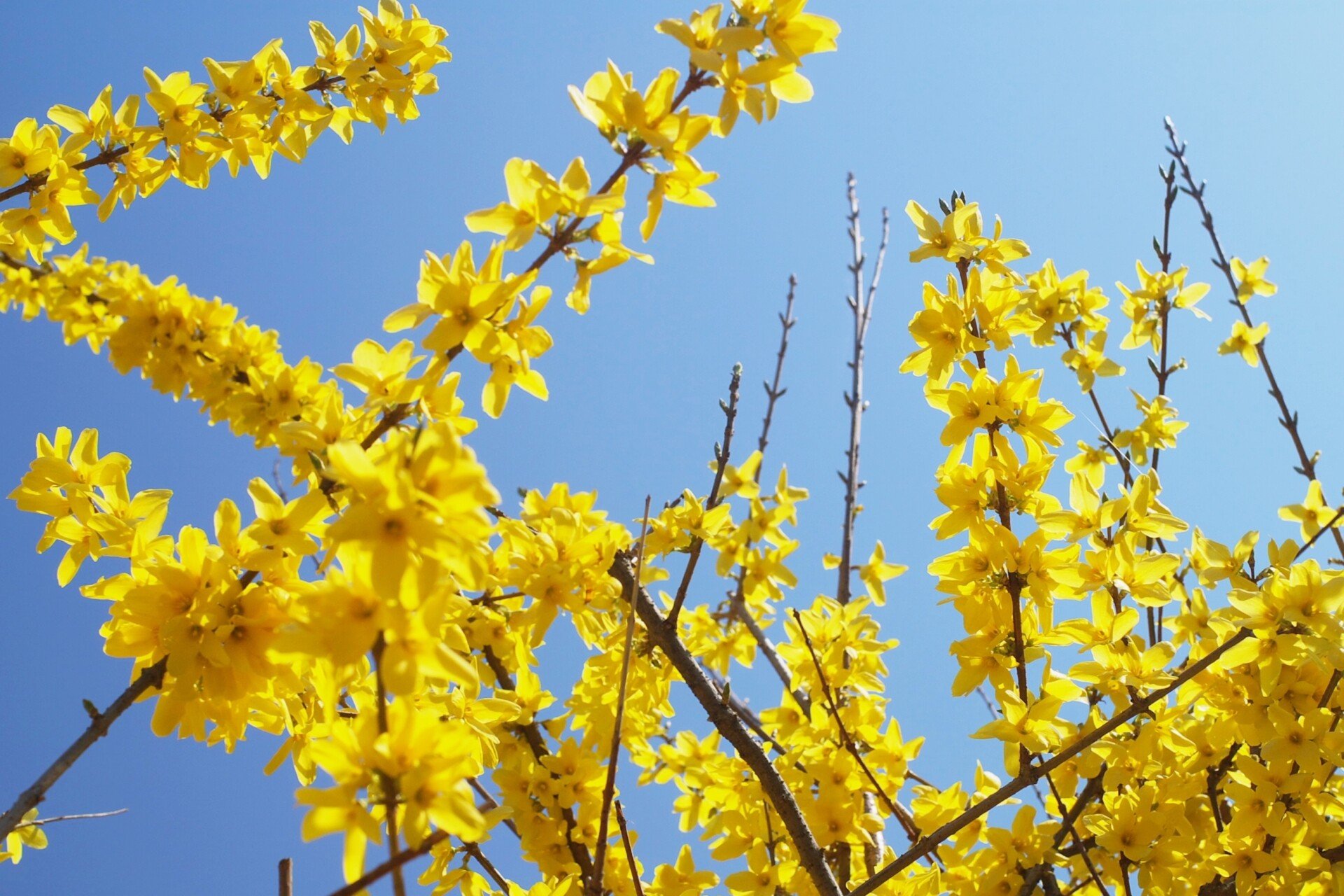 誕生花 の新着タグ記事一覧 Note つくる つながる とどける