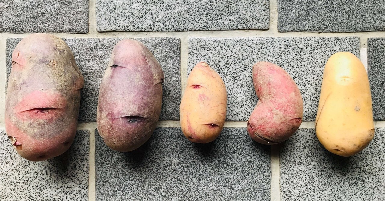 ネルシカ様専用】じゃがいも 種芋 俵アルタイル 10キロ 種芋