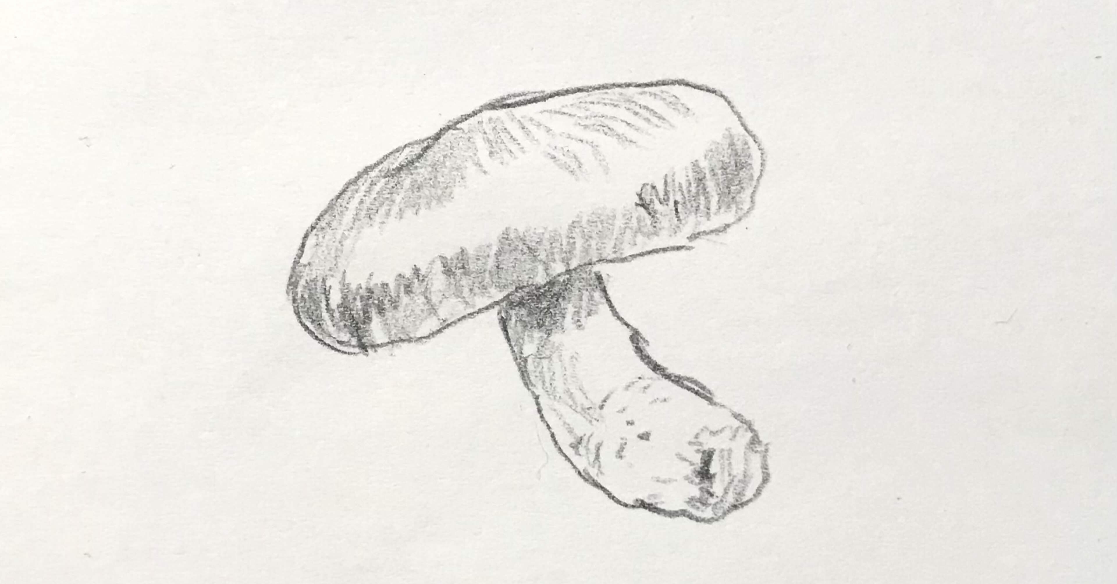 鉛筆で｜ネルノダイスキ