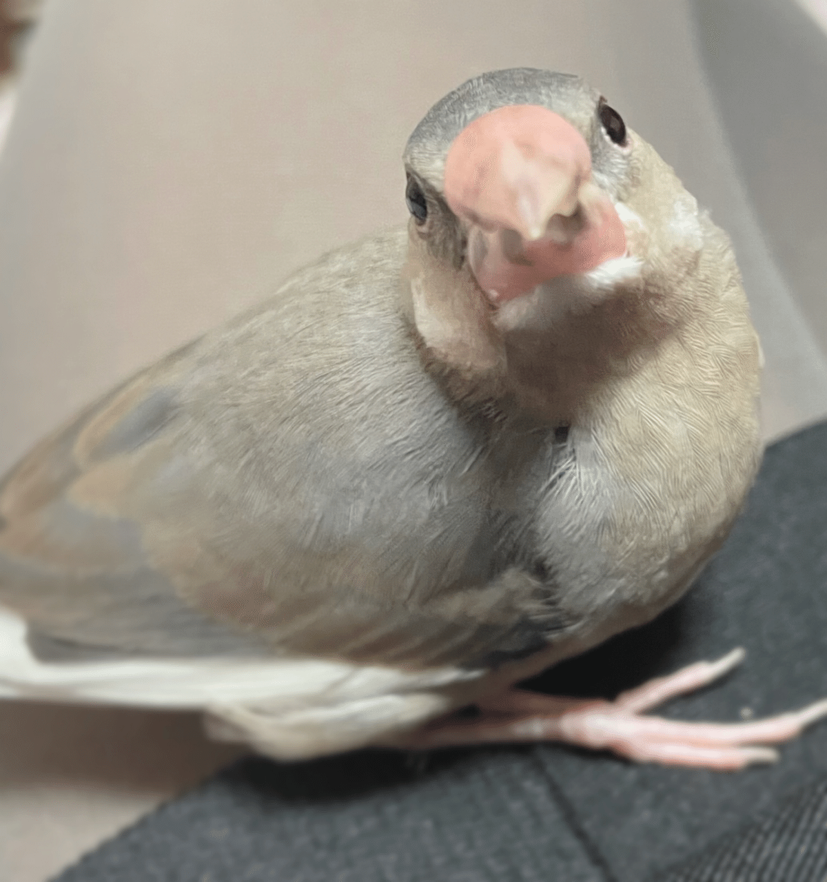 文鳥 harukas*( •ө•)4羽の文鳥と on X: 
