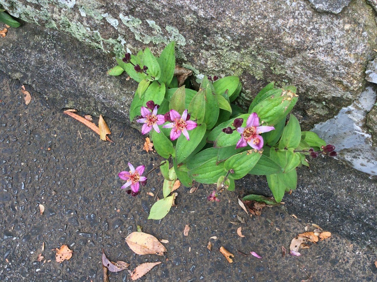 花言葉は 秘めた意思 Hene Note 花言葉は 秘めた意思 Hene Note