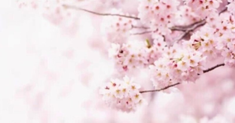 【詩】桜を見ていますか