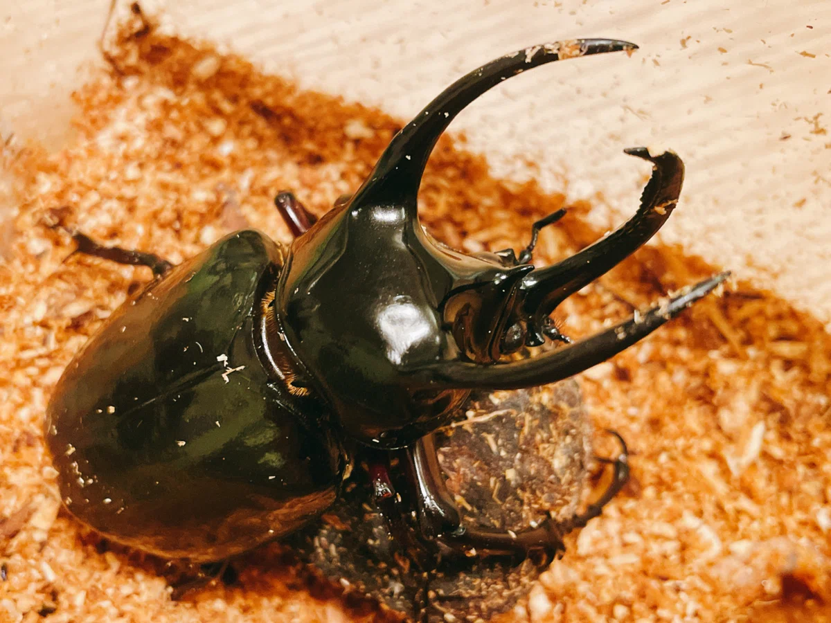 三本角の猛獣！アトラスオオカブトChalcosoma atlas atlas（アトラス