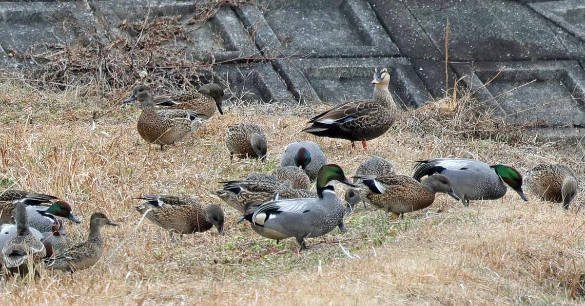 ガンカモ調査でのカモたち|神戸の野鳥note@きたの みつよし
