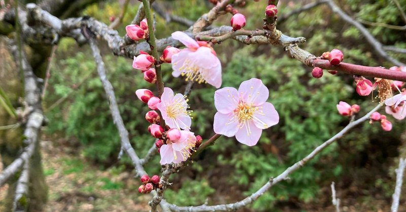 1月に見る梅と桜