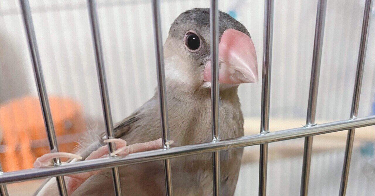 文鳥 5000000086267_07.jpg