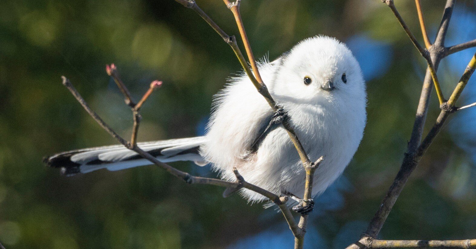 シマエナガをとことん楽しむ旅 思わずときめく、いやしのまなざし