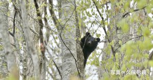 今年も写真家久保敬親さんのオリジナルカレンダーをプレゼント