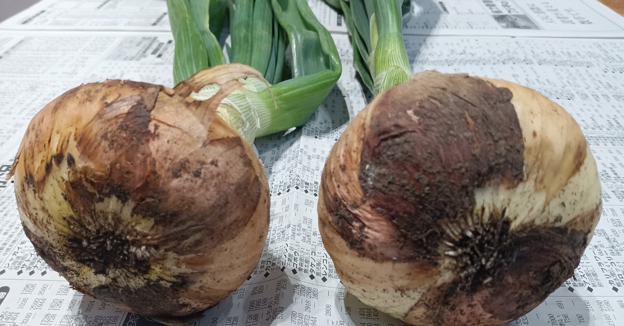 ホーム玉ねぎ　500球　栽培期間中農薬不使用 シャルム　セット栽培用　種球 ぎり間に合います！ホーム玉ねぎセット球作りの為の種まき