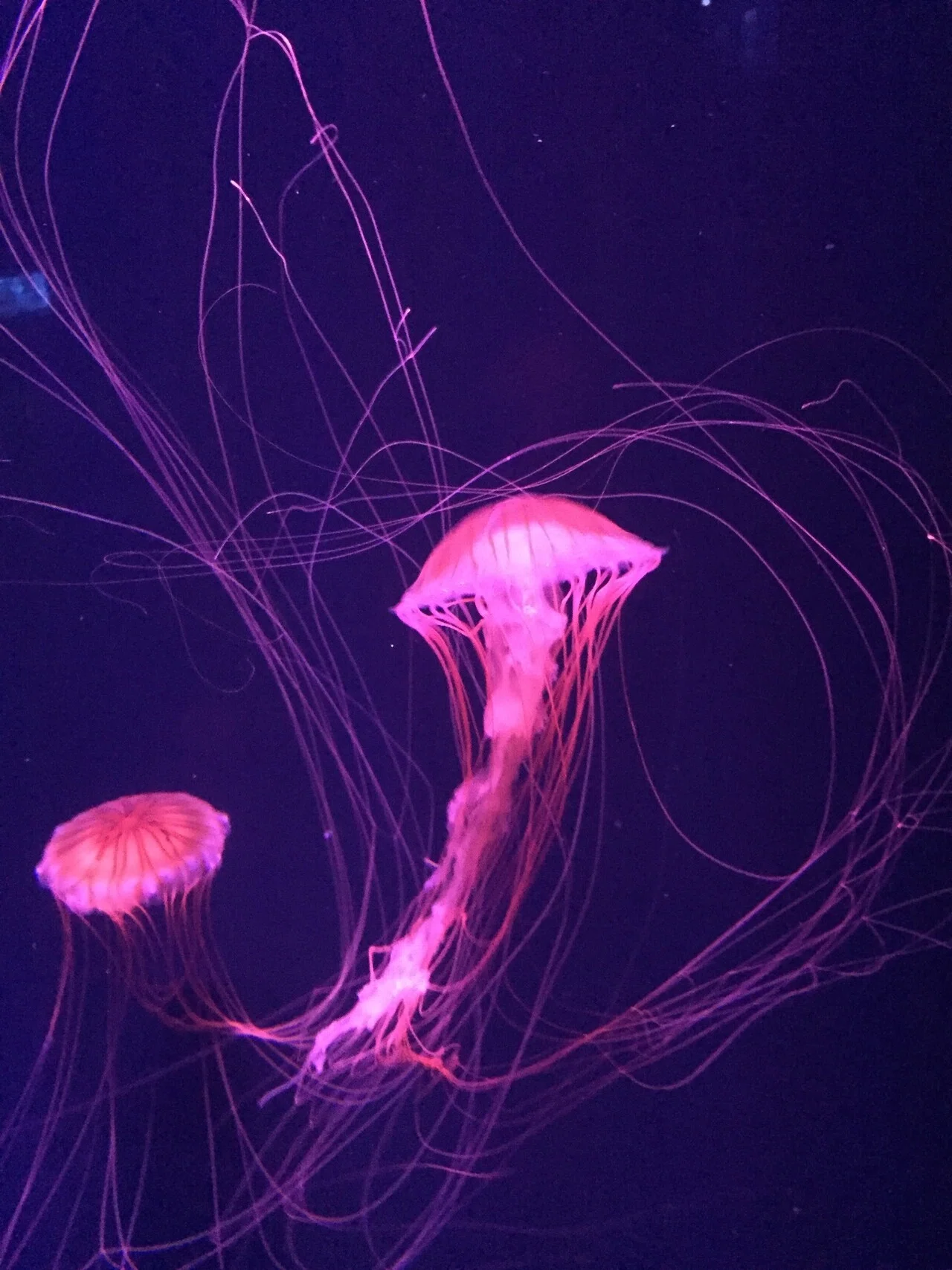 すみだ水族館（東京スカイツリー）のクラゲ。 クラゲの鑑賞は、癒し効果があって、ストレスが軽減されるらしいです。神秘的。｜miyako＠50歳 ...