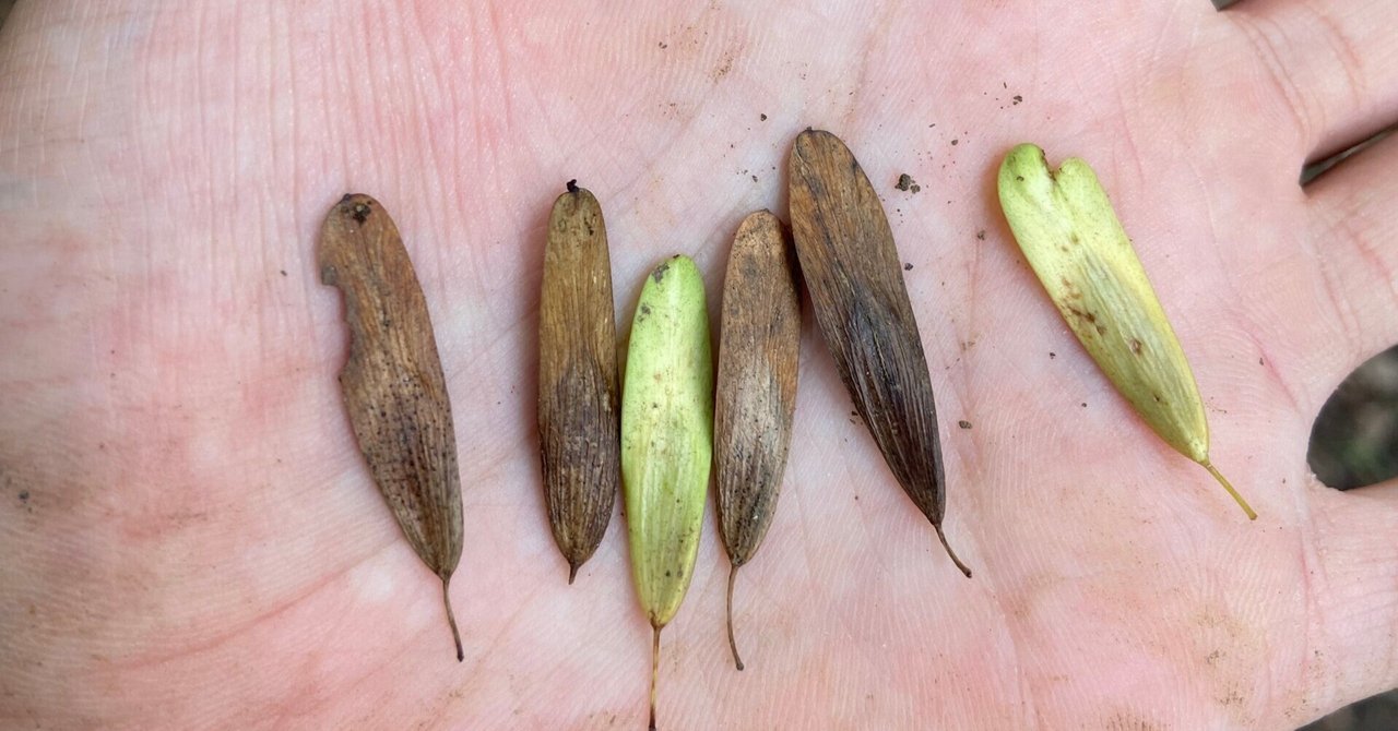 ヤギサワ　アオダモ rectangle_large_type_2_50155ce