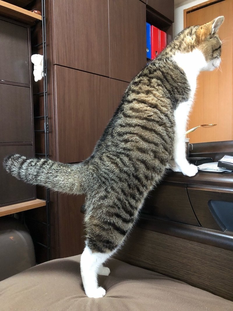 ちはやさん たぬきのしっぽ ねこまた Note