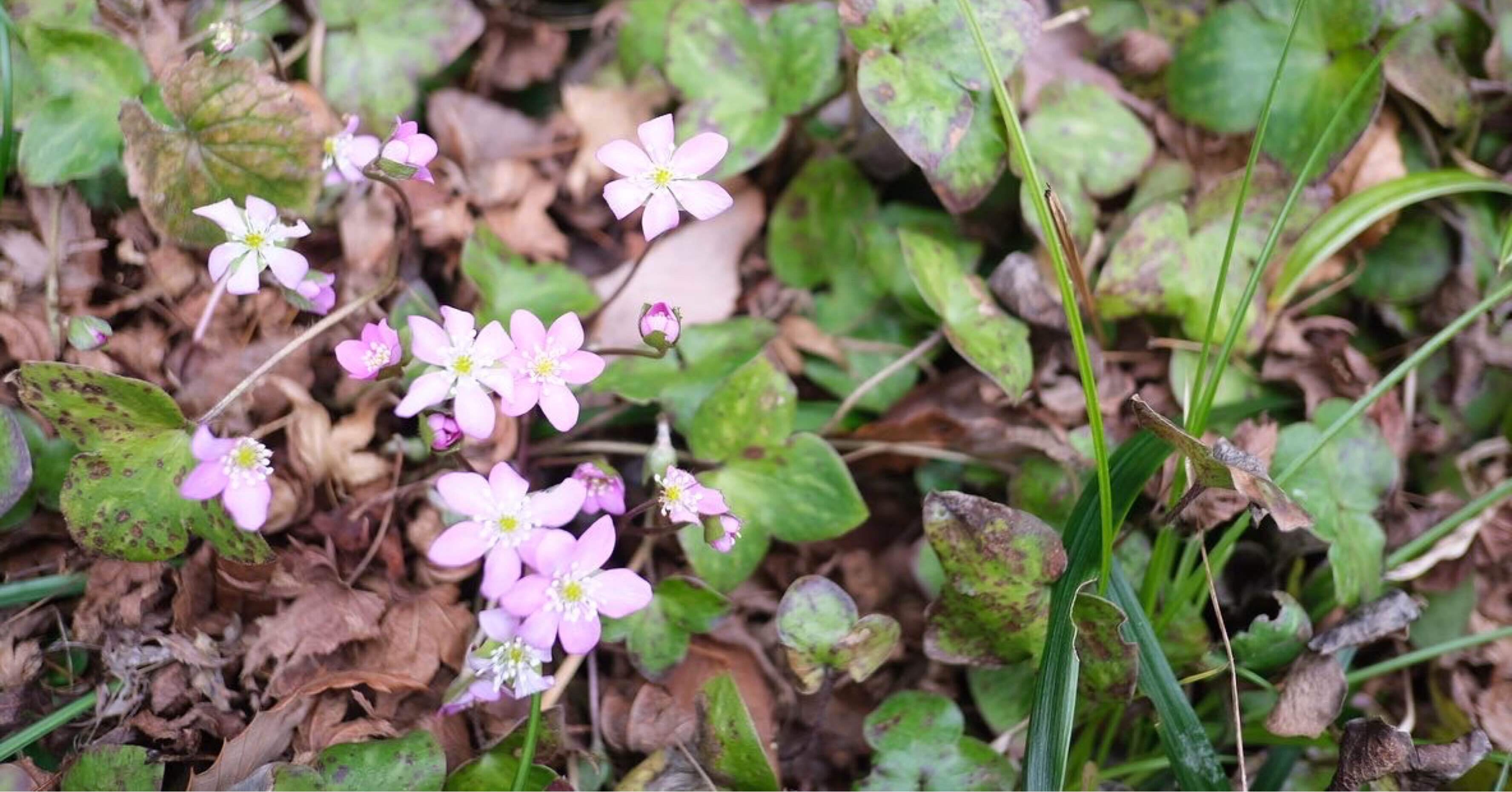 FHT32EX-NF3 32Wユキ@フォロワー割/コメント割　 FHT32EX-NF3 32Wユキ@フォロワー割/コメント割 雪を割って咲く花に会い