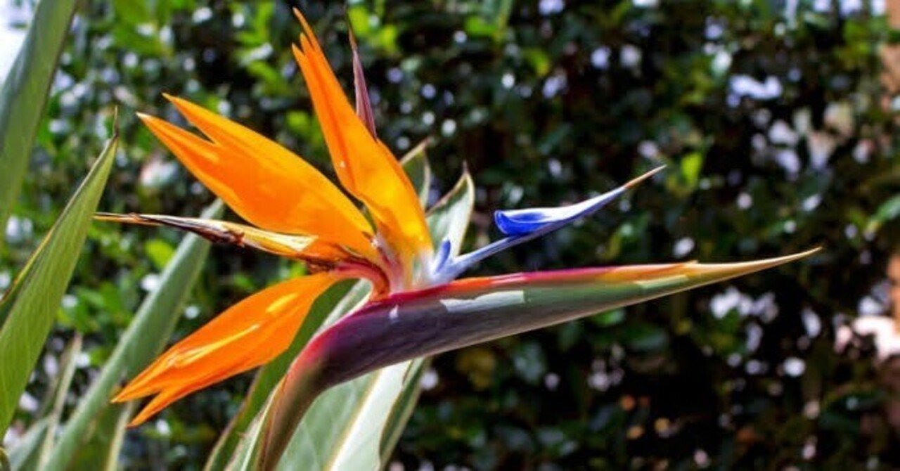 花と鳥 千葉市美術館】麗しい花鳥版画が35年ぶりに里帰り！『ロックフェラー