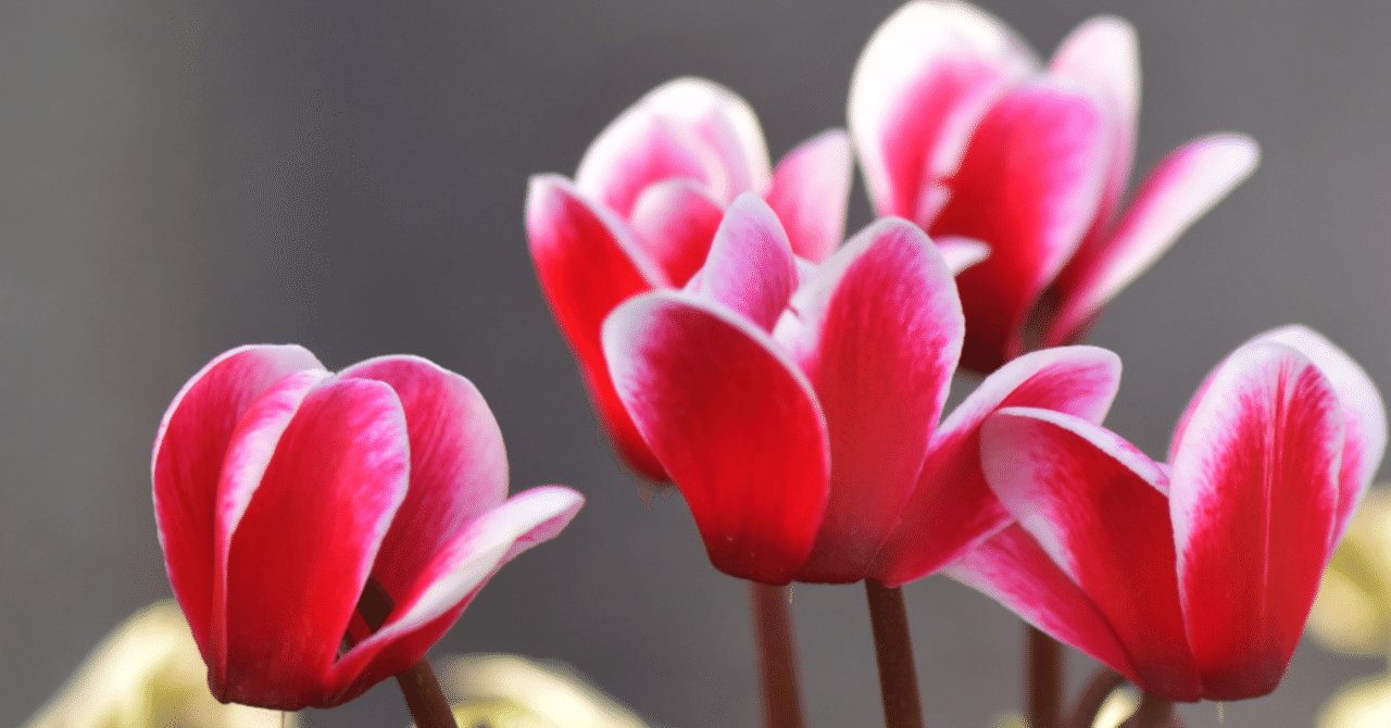 今時期のシクラメンのお世話 はみんぐばーど Note 今時期のシクラメンのお世話 はみんぐばーど Note