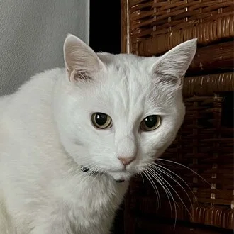 ゆうねこ