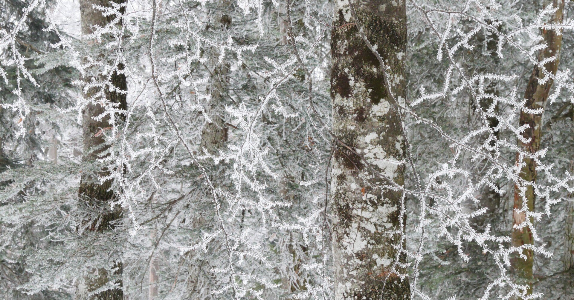 絵画のような写真｜世界の人に聞いてみた