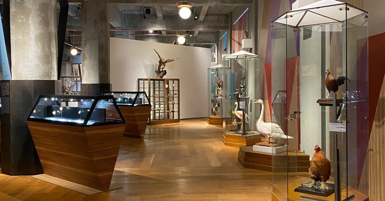 インターメディアテク開館十周年記念特別展示『極楽鳥』｜Lulu's Cabinet