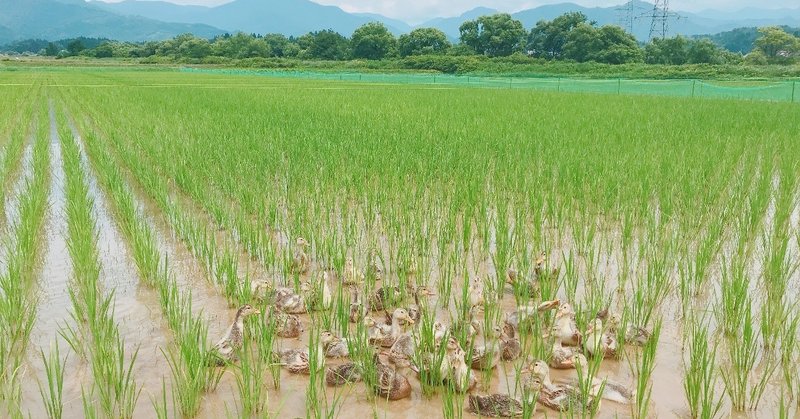 地域おこし協力隊の活動を紹介します