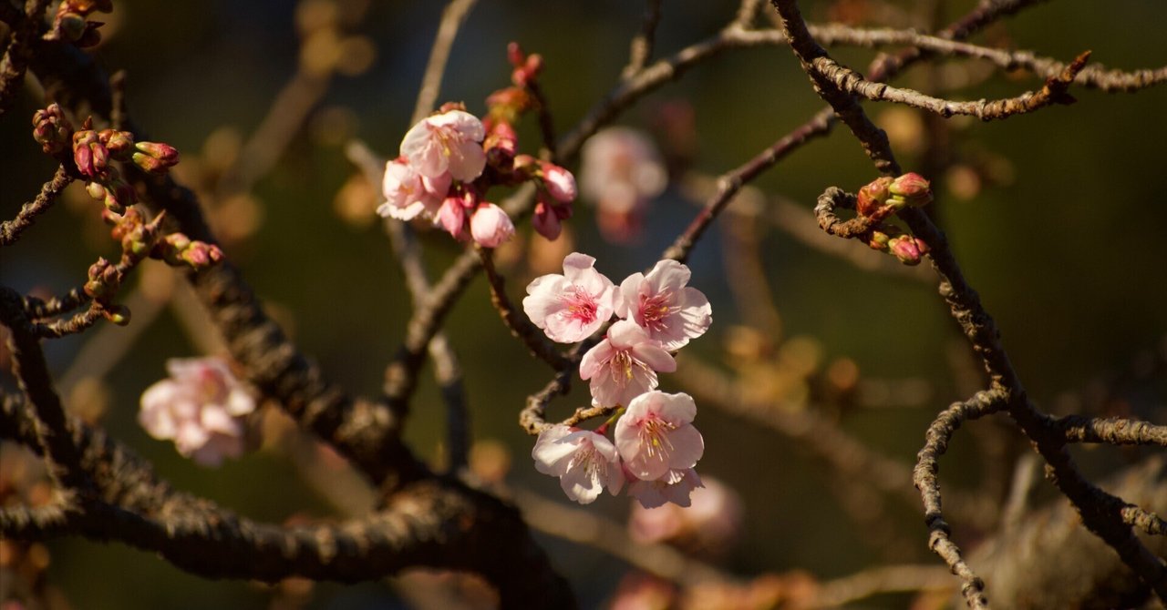 新宿御苑｜roco*